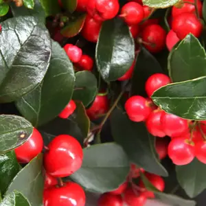 Gaultheria 'Big Berry'